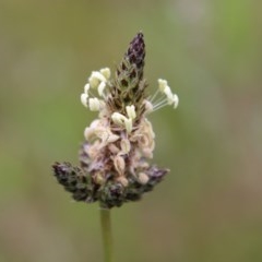 Plantago lanceolata (Ribwort Plantain, Lamb's Tongues) at Chifley, ACT - 20 Oct 2020 by Sarah2019