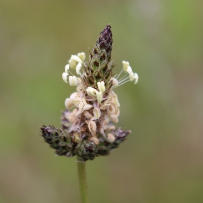 Plantago lanceolata (Ribwort Plantain, Lamb's Tongues) at Chifley, ACT - 20 Oct 2020 by Sarah2019