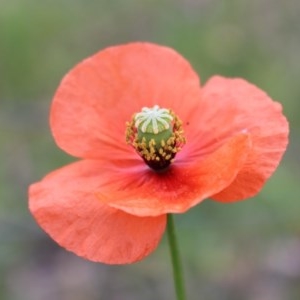 Papaver dubium at Chifley, ACT - 20 Oct 2020