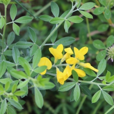 Genista monspessulana (Cape Broom, Montpellier Broom) at Chifley, ACT - 19 Oct 2020 by Sarah2019