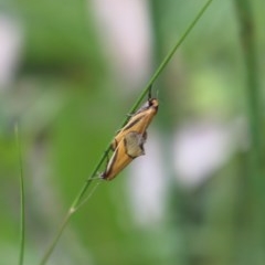 Philobota undescribed species near arabella (A concealer moth) at Chifley, ACT - 20 Oct 2020 by Sarah2019