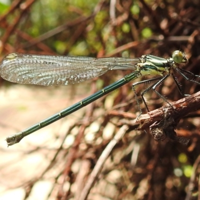 Austroargiolestes icteromelas (Common Flatwing) at Acton, ACT - 21 Oct 2020 by HelenCross