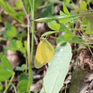 Eurema smilax at Majura, ACT - 17 Oct 2020