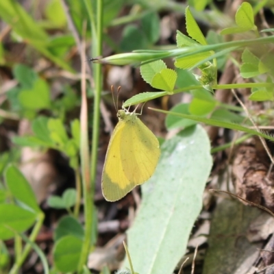 Eurema smilax (Small Grass-yellow) at Mount Ainslie - 16 Oct 2020 by Sarah2019