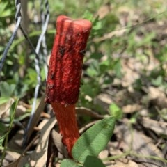 Phallus rubicundus (Phallus rubicundus) at Black Range, NSW - 24 Oct 2020 by Steph H