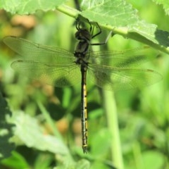 Hemicordulia tau (Tau Emerald) at Majura, ACT - 16 Oct 2020 by Sarah2019