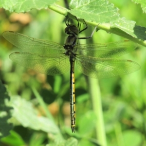 Hemicordulia tau at Majura, ACT - 17 Oct 2020