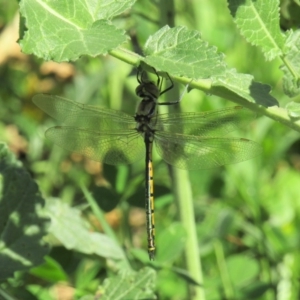 Hemicordulia tau at Majura, ACT - 17 Oct 2020