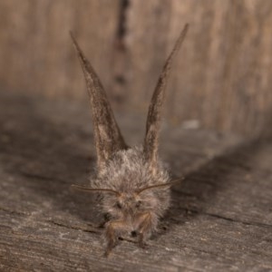 Pernattia pusilla at Melba, ACT - 21 Oct 2020 08:20 PM