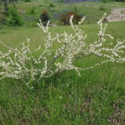 Hakea microcarpa (Small-fruit Hakea) at Theodore, ACT - 22 Oct 2020 by Roman