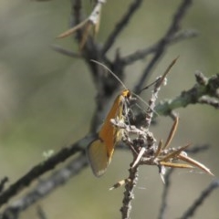 Philobota undescribed species near arabella (A concealer moth) at Carwoola, NSW - 11 Oct 2020 by Sarah2019