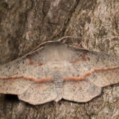 Antictenia punctunculus (A geometer moth) at Melba, ACT - 21 Oct 2020 by kasiaaus