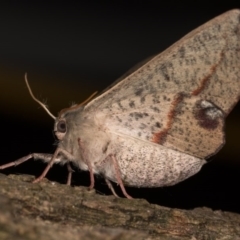 Antictenia punctunculus at Melba, ACT - 21 Oct 2020