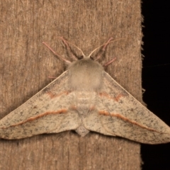 Antictenia punctunculus at Melba, ACT - 21 Oct 2020