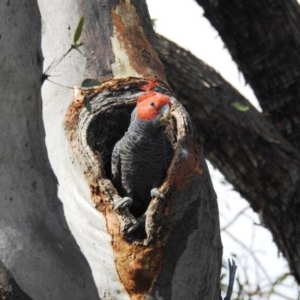 Callocephalon fimbriatum at Acton, ACT - suppressed