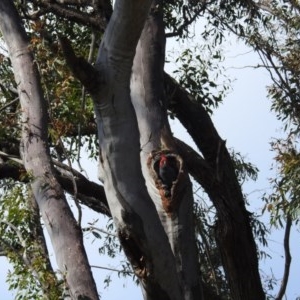 Callocephalon fimbriatum at Acton, ACT - suppressed