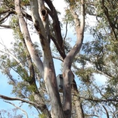 Callocephalon fimbriatum at Acton, ACT - suppressed