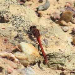 Diplacodes bipunctata (Wandering Percher) at Carwoola, NSW - 11 Oct 2020 by Sarah2019