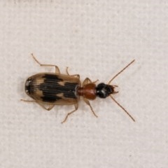 Anomotarus crudelis (Carab beetle) at Melba, ACT - 21 Oct 2020 by kasiaaus