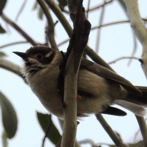 Melithreptus brevirostris at Stromlo, ACT - 19 Oct 2020