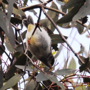 Melithreptus brevirostris at Stromlo, ACT - 19 Oct 2020