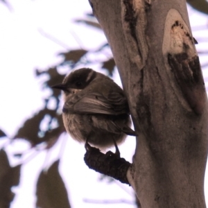 Melithreptus brevirostris at Stromlo, ACT - 19 Oct 2020