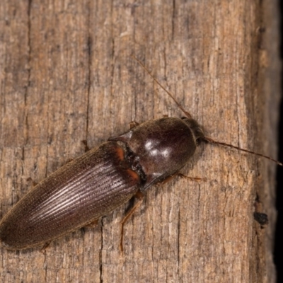 Monocrepidus (genus) (Click beetle) at Melba, ACT - 21 Oct 2020 by kasiaaus