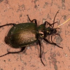 Calosoma schayeri (Green caterpillar hunter) at Melba, ACT - 21 Oct 2020 by kasiaaus