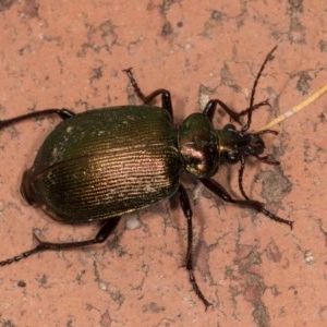 Calosoma schayeri at Melba, ACT - 21 Oct 2020