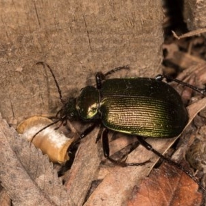 Calosoma schayeri at Melba, ACT - 21 Oct 2020