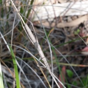 Zaprochilus australis at Downer, ACT - 23 Oct 2020