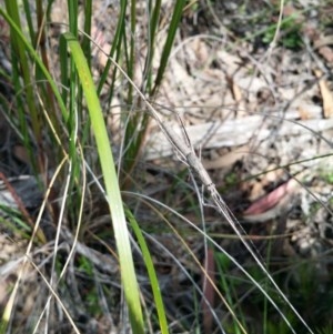 Zaprochilus australis at Downer, ACT - 23 Oct 2020