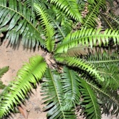 Blechnum nudum (Fishbone Water Fern) at Robertson, NSW - 23 Oct 2020 by plants