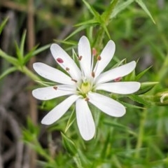 Stellaria pungens (Prickly Starwort) at Downer, ACT - 18 Oct 2020 by HelenCross