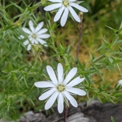 Stellaria pungens at Downer, ACT - 18 Oct 2020