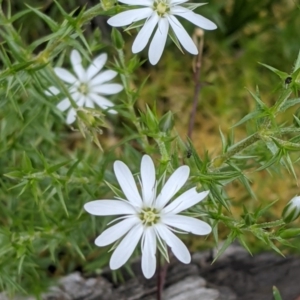 Stellaria pungens at Downer, ACT - 18 Oct 2020