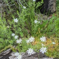 Stellaria pungens at Downer, ACT - 18 Oct 2020