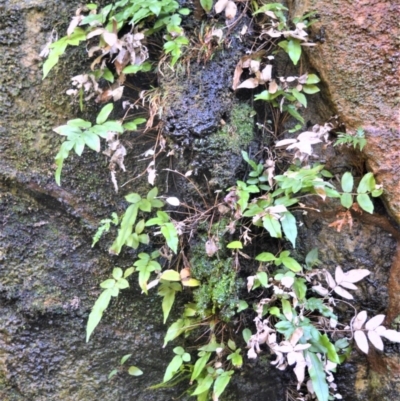 Blechnum ambiguum at Broughton Vale, NSW - 23 Oct 2020 by plants