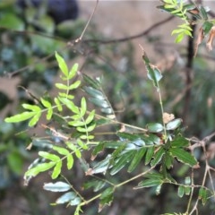 Eucryphia moorei (Pinkwood/Plumwood) at Robertson, NSW - 23 Oct 2020 by plants