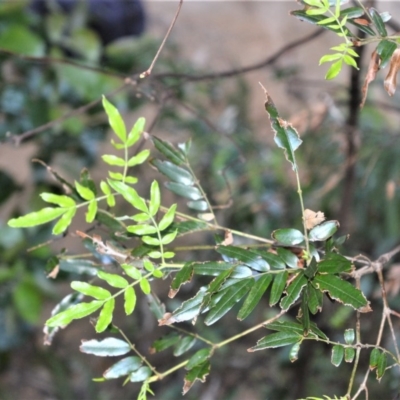 Eucryphia moorei (Pinkwood/Plumwood) at Robertson, NSW - 23 Oct 2020 by plants