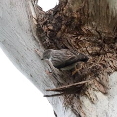 Daphoenositta chrysoptera (Varied Sittella) at Majura, ACT - 21 Oct 2020 by jb2602