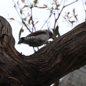 Daphoenositta chrysoptera at Majura, ACT - 21 Oct 2020