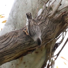 Daphoenositta chrysoptera at Majura, ACT - 21 Oct 2020