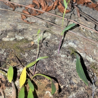 Rimacola elliptica (Green Rock Orchid) at Upper Kangaroo River, NSW - 23 Oct 2020 by plants