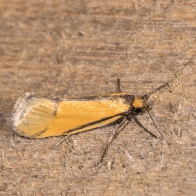 Philobota undescribed species near arabella (A concealer moth) at Melba, ACT - 21 Oct 2020 by kasiaaus