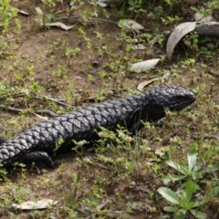 Tiliqua rugosa (Shingleback Lizard) at Majura, ACT - 21 Oct 2020 by jb2602