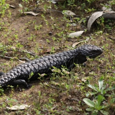 Tiliqua rugosa (Shingleback Lizard) at Majura, ACT - 21 Oct 2020 by jb2602
