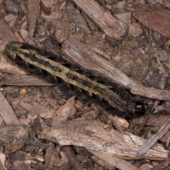 Proteuxoa (genus) (A Noctuid moth) at Melba, ACT - 21 Oct 2020 by kasiaaus