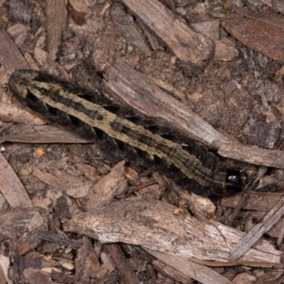 Proteuxoa (genus) (A Noctuid moth) at Melba, ACT - 21 Oct 2020 by kasiaaus