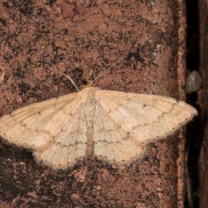 Scopula rubraria at Melba, ACT - 21 Oct 2020